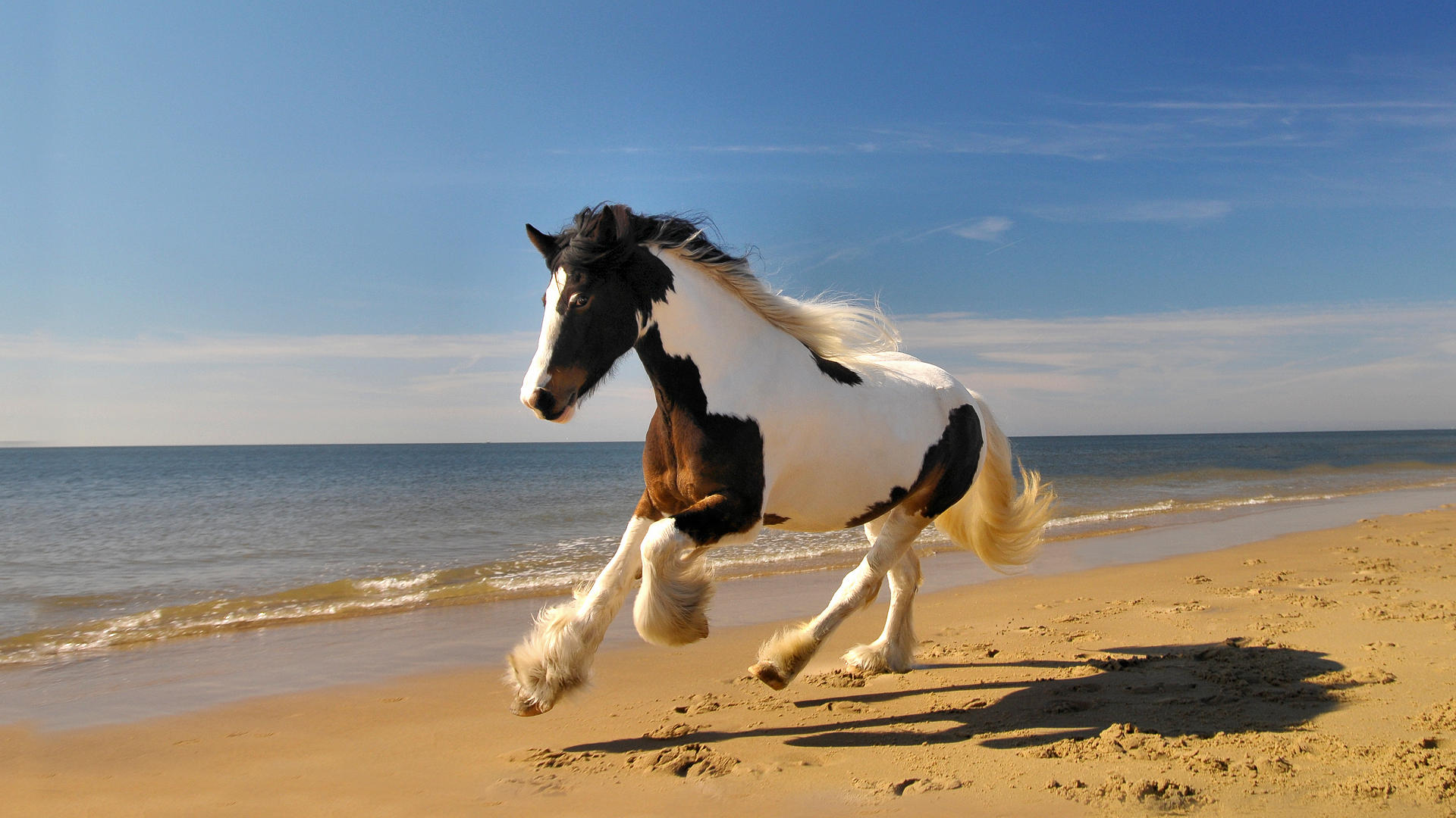 achtergrond boek paardenfotografie