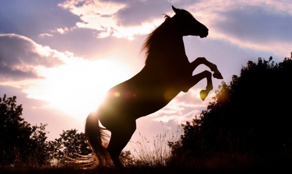Hypo Focus Paardenfotografie