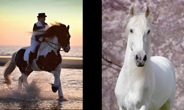 Hypo Focus Paardenfotografie