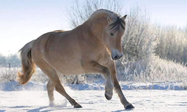 Hypo Focus Paardenfotografie