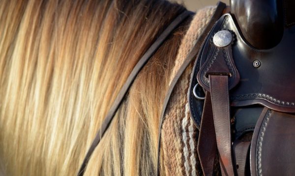 Hypo Focus Paardenfotografie