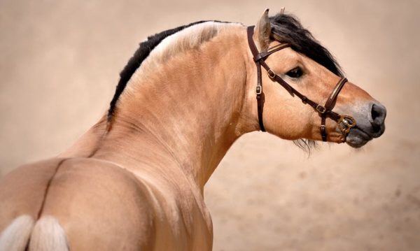 Hypo Focus Paardenfotografie
