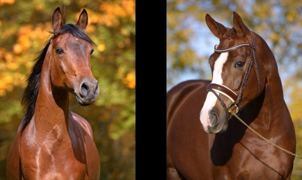 Hypo Focus Paardenfotografie