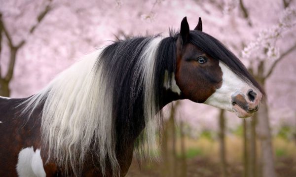 Hypo Focus Paardenfotografie