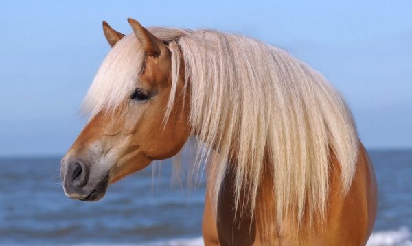 Hypo Focus Paardenfotografie