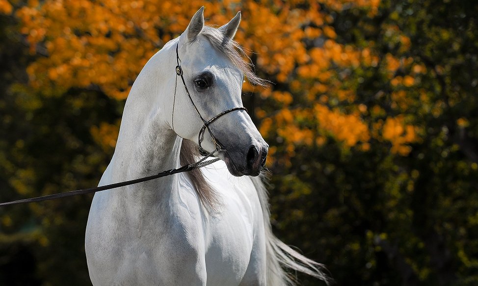 Hypo Focus Paardenfotografie