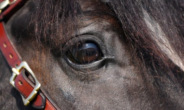 Hypo Focus Paardenfotografie