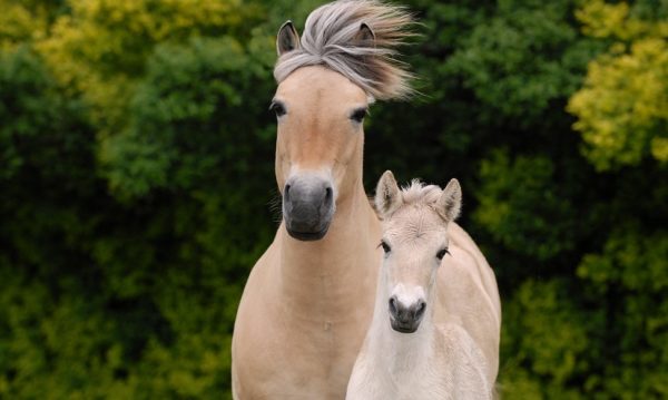 Hypo Focus Paardenfotografie