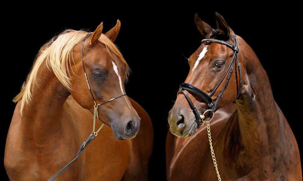 Hypo Focus Paardenfotografie