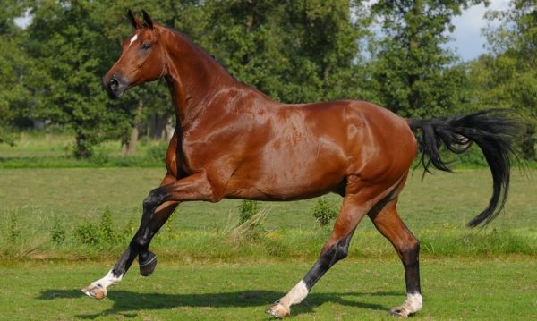 Hypo Focus Paardenfotografie