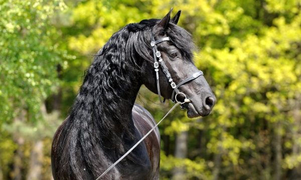 Hypo Focus Paardenfotografie