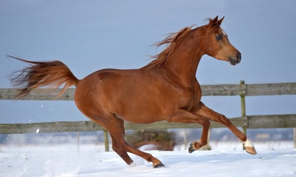 Hypo Focus Paardenfotografie
