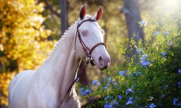 Hypo Focus Paardenfotografie