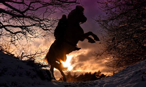 Hypo Focus Paardenfotografie