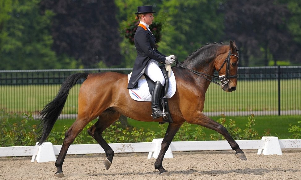 Hypo Focus Paardenfotografie