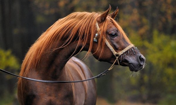 Hypo Focus Paardenfotografie