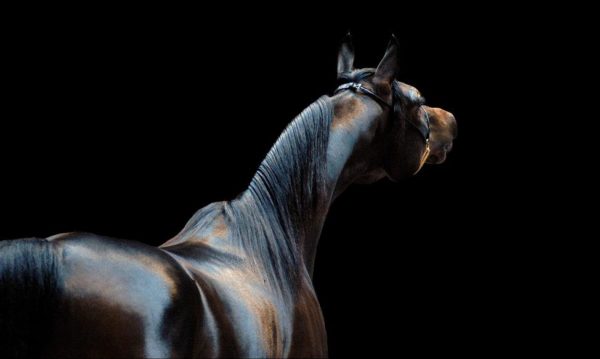 Hypo Focus Paardenfotografie