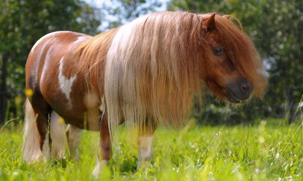 Hypo Focus Paardenfotografie