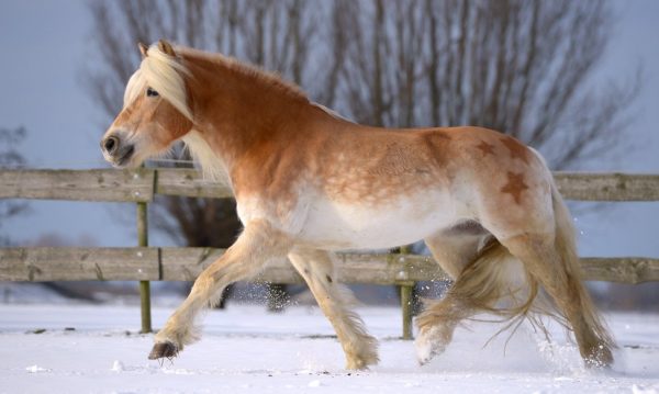 Hypo Focus Paardenfotografie