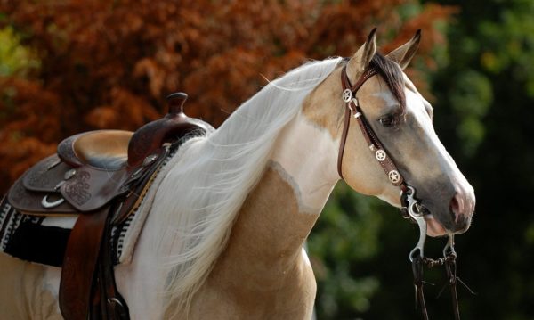 Hypo Focus Paardenfotografie