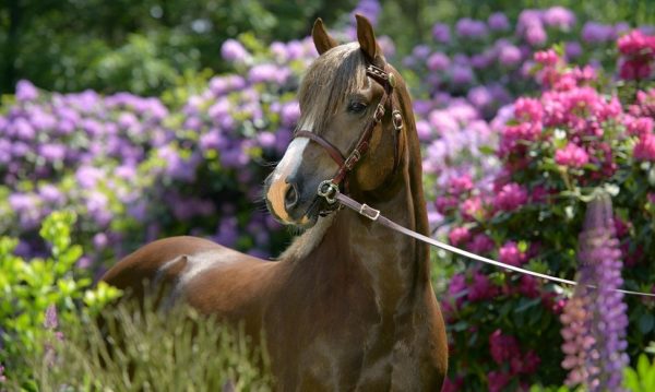 Hypo Focus Paardenfotografie