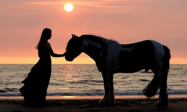 Hypo Focus Paardenfotografie
