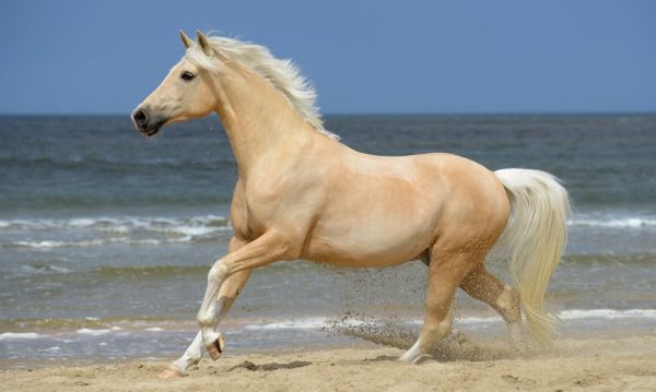 Hypo Focus Paardenfotografie