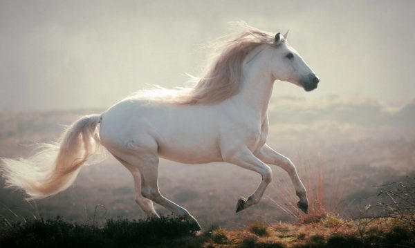 Hypo Focus Paardenfotografie