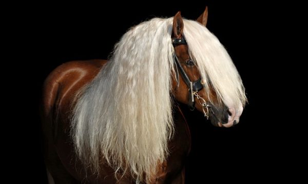 Hypo Focus Paardenfotografie
