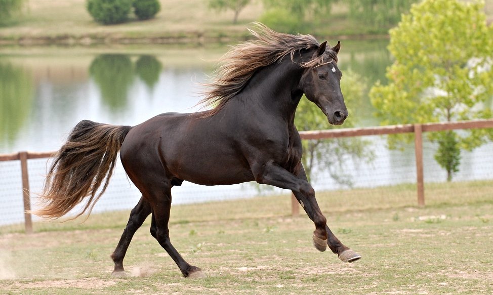 Hypo Focus Paardenfotografie