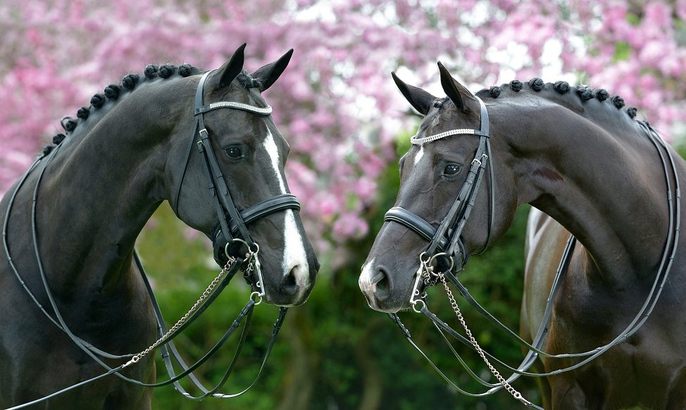 Hypo Focus Paardenfotografie