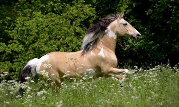 Hypo Focus Paardenfotografie