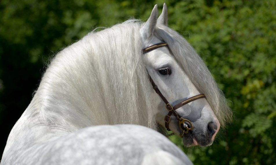 Witte Vlek Op Voorhoofd Paard
