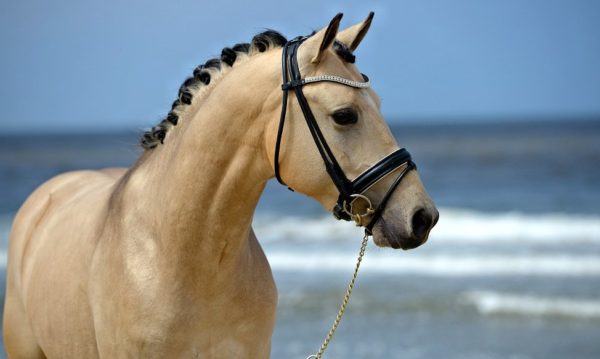 Hypo Focus Paardenfotografie