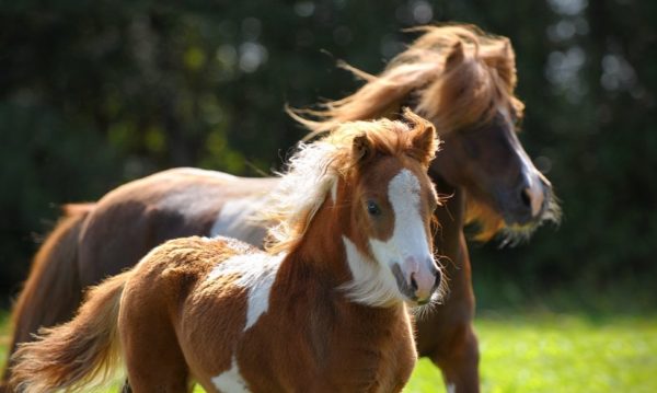 Hypo Focus Paardenfotografie
