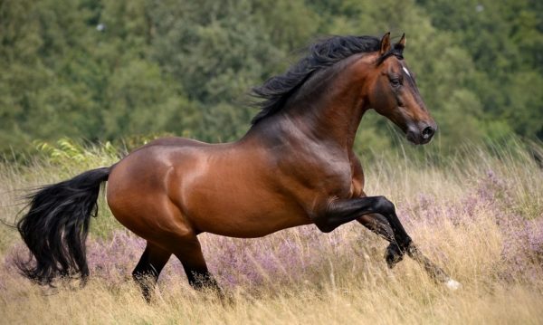 Hypo Focus Paardenfotografie