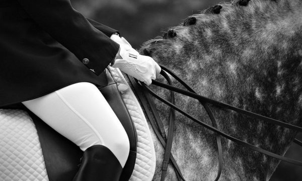 Hypo Focus Paardenfotografie