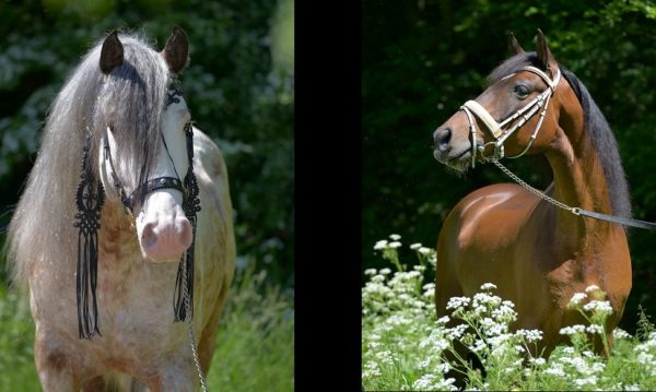 Hypo Focus Paardenfotografie