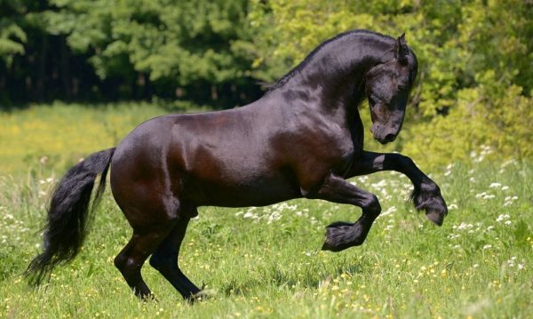 Hypo Focus Paardenfotografie