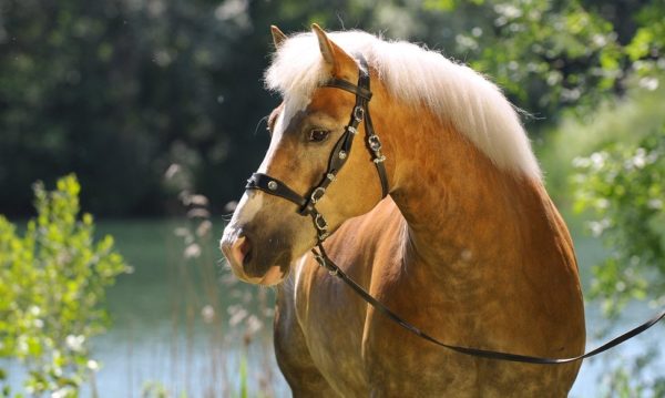 Hypo Focus Paardenfotografie