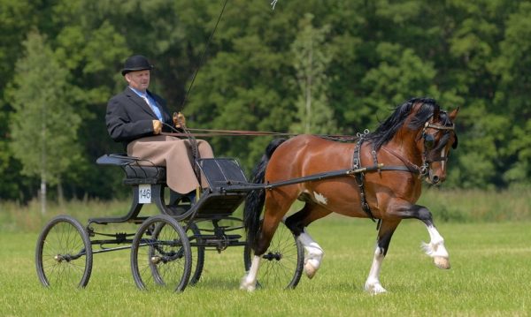 Hypo Focus Paardenfotografie