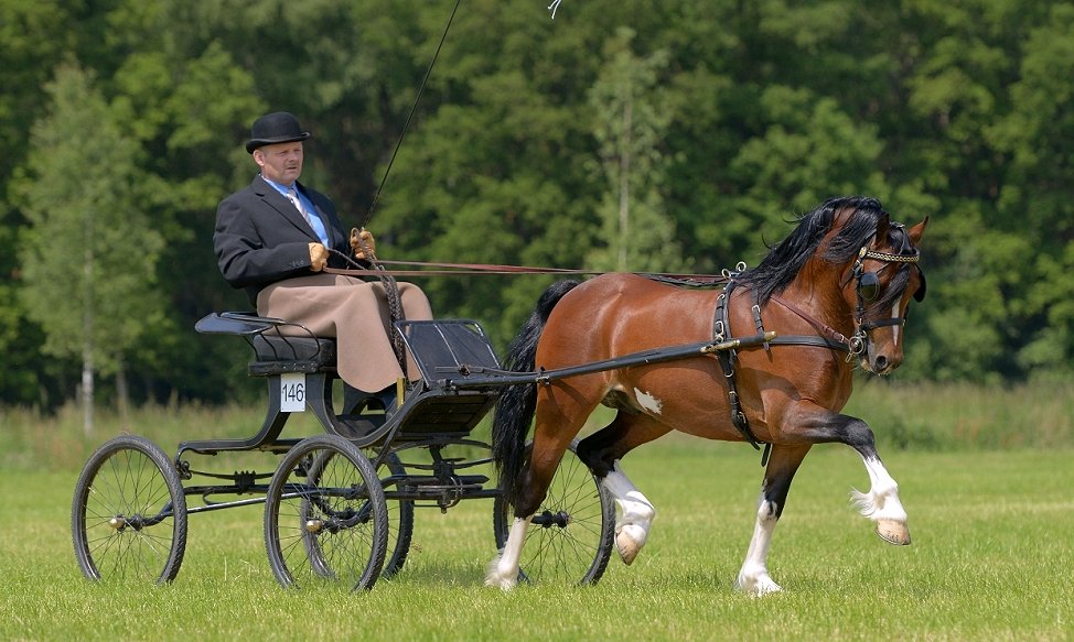 Hypo Focus Paardenfotografie
