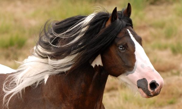 Hypo Focus Paardenfotografie