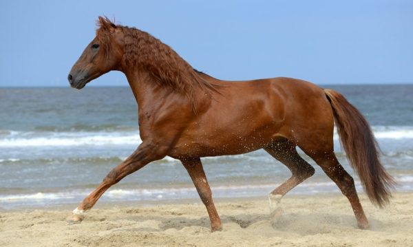 Hypo Focus Paardenfotografie