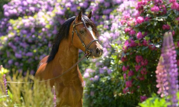 Hypo Focus Paardenfotografie