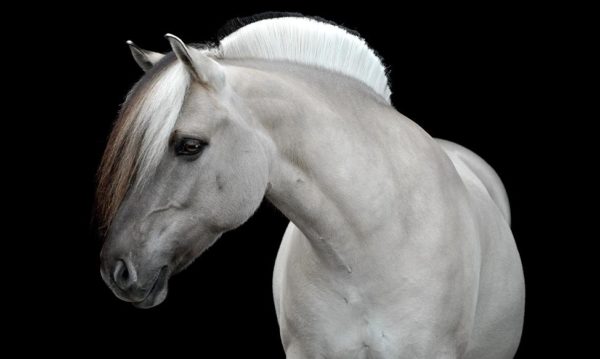 Hypo Focus Paardenfotografie