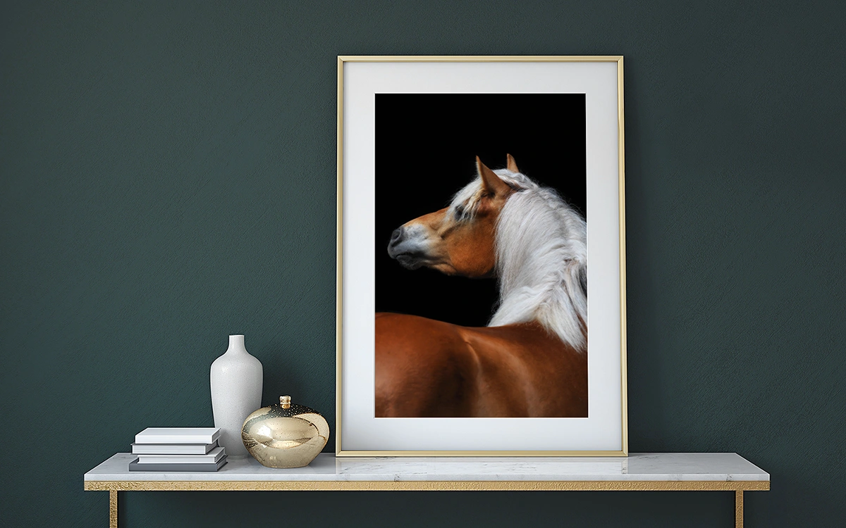 haflinger in gouden fotolijst