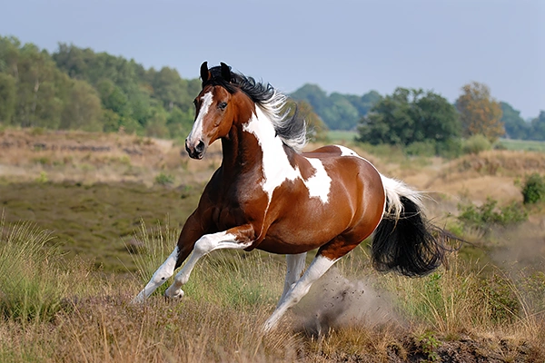 paardenfotografie-bont-home3