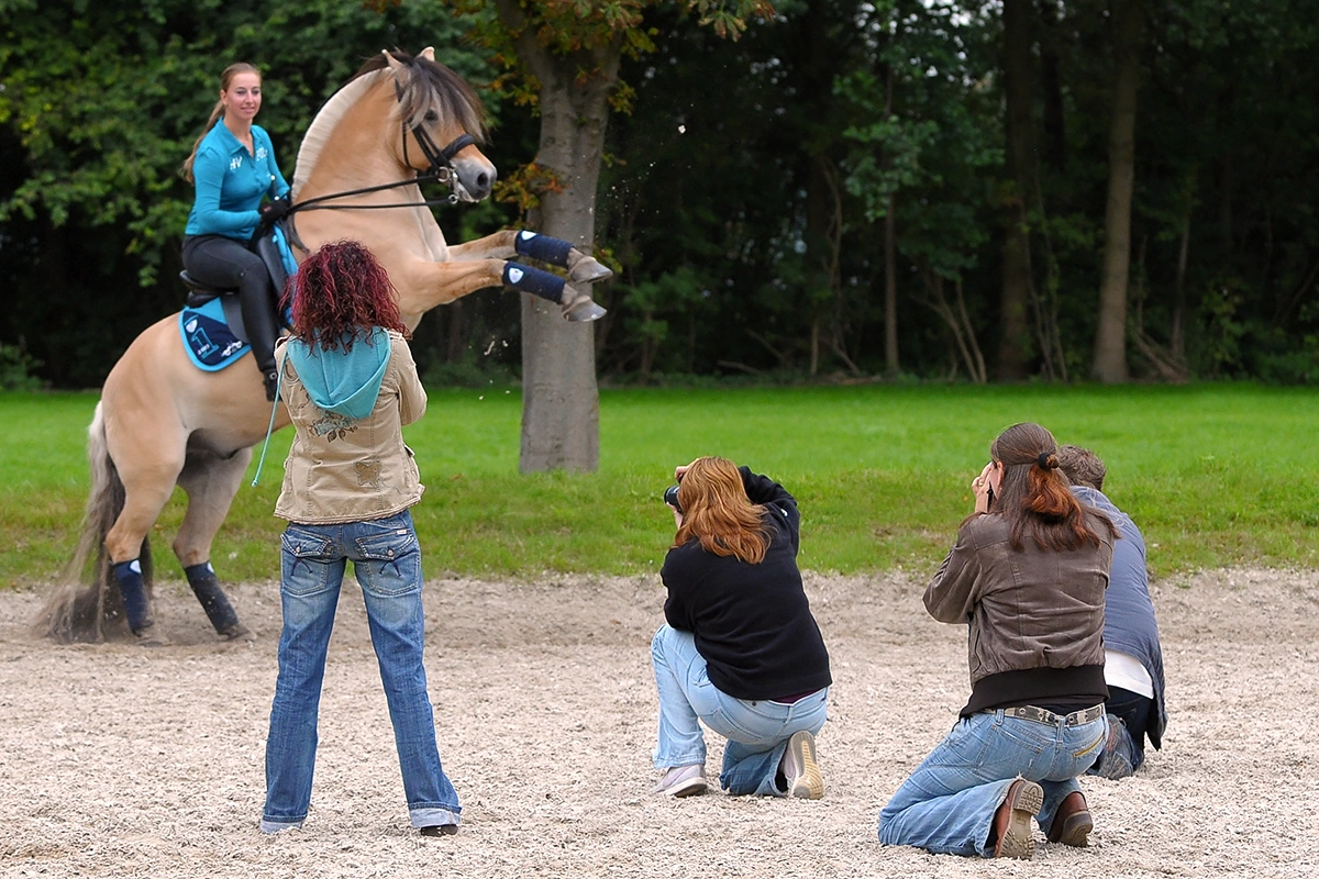 paardenfotografie cursus