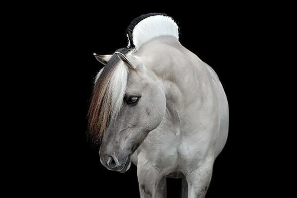 paardenfotografie-gra-fjord-blackfoto-home4
